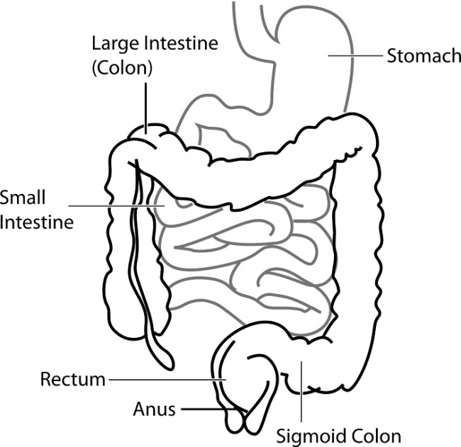 digestive-system.jpg