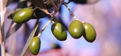 9 Must Have Superfoods: #4 Olive Oil & #5 Lupins